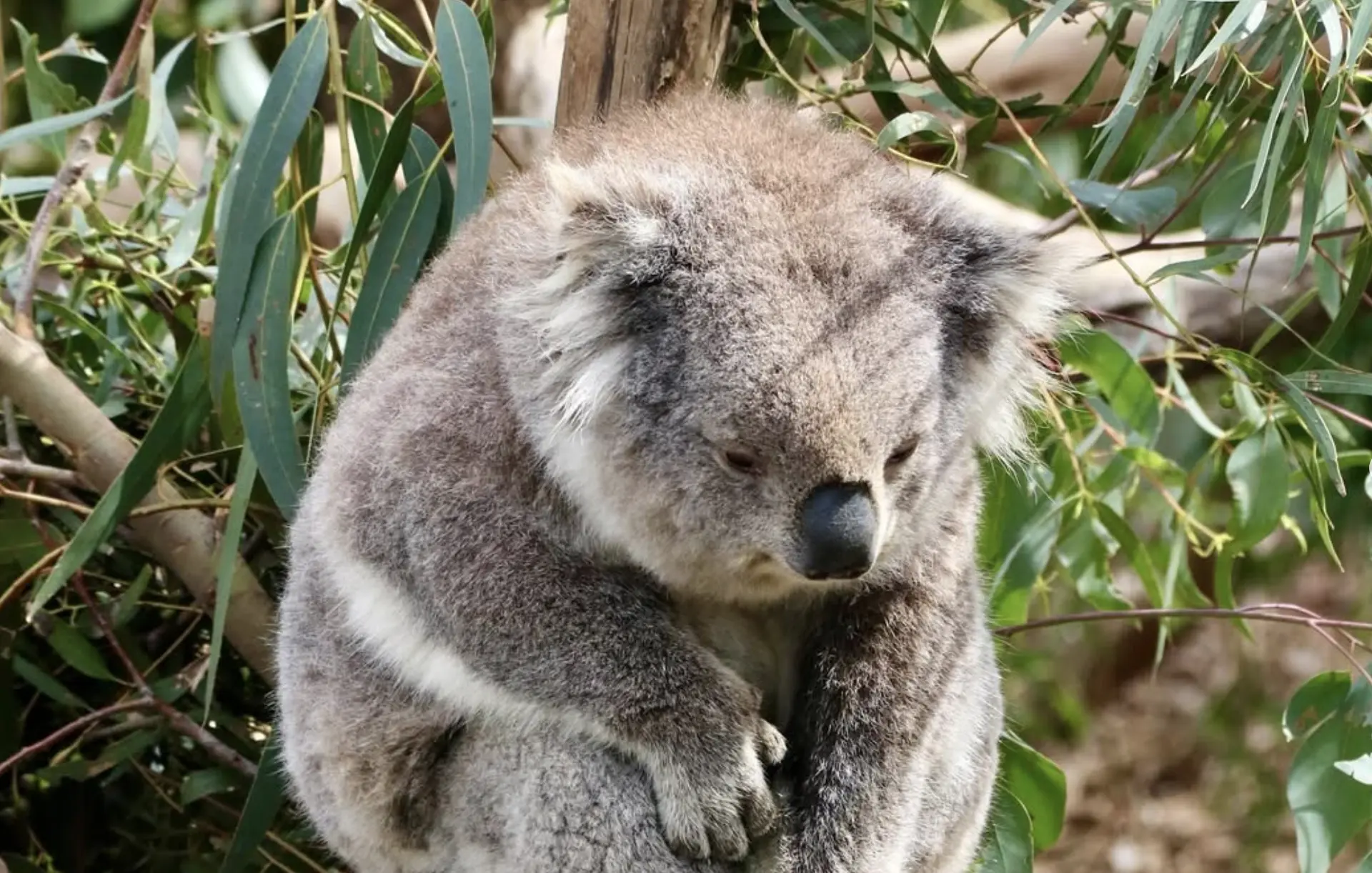 Koala Conservation Phillip Island