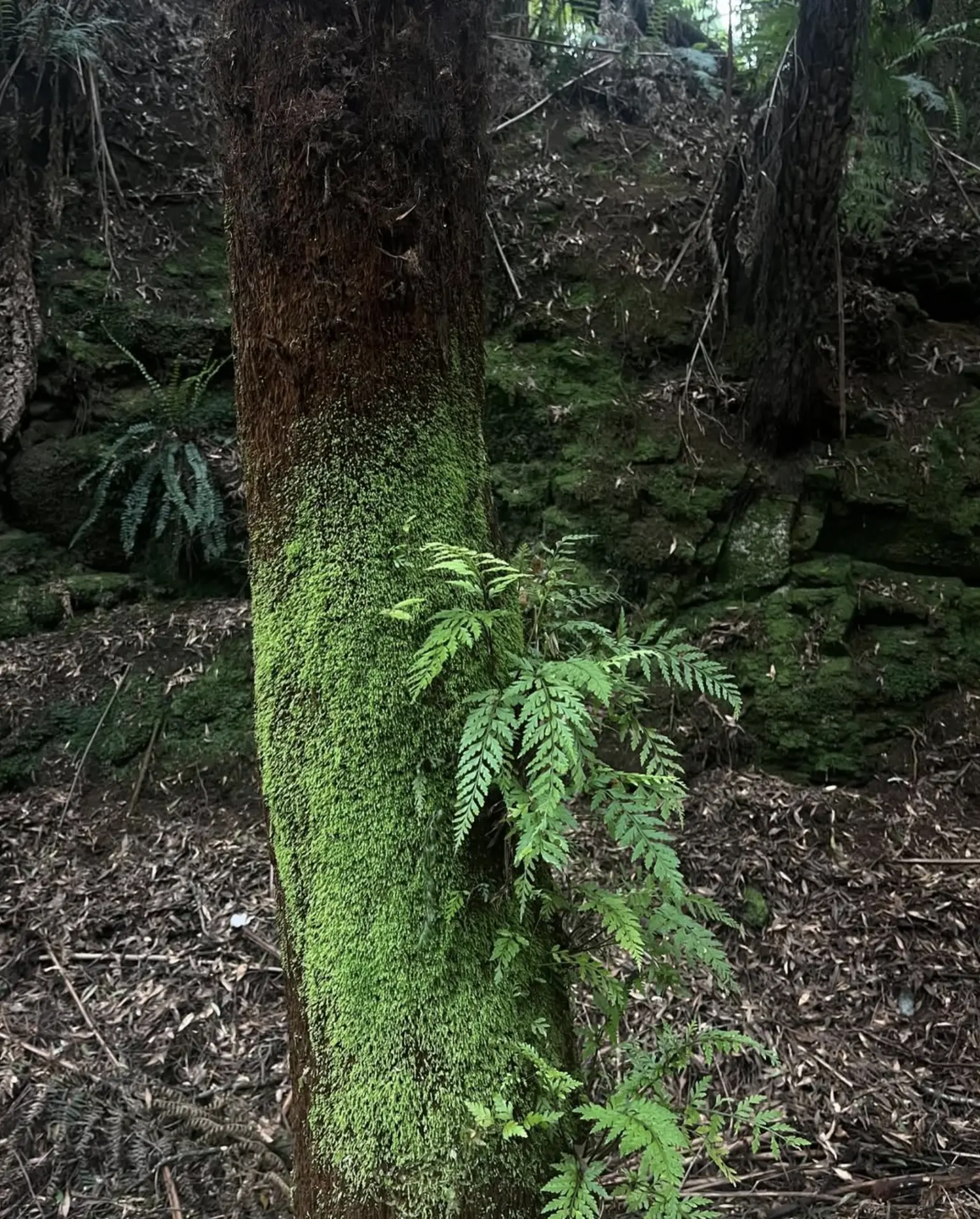 Otway National Park