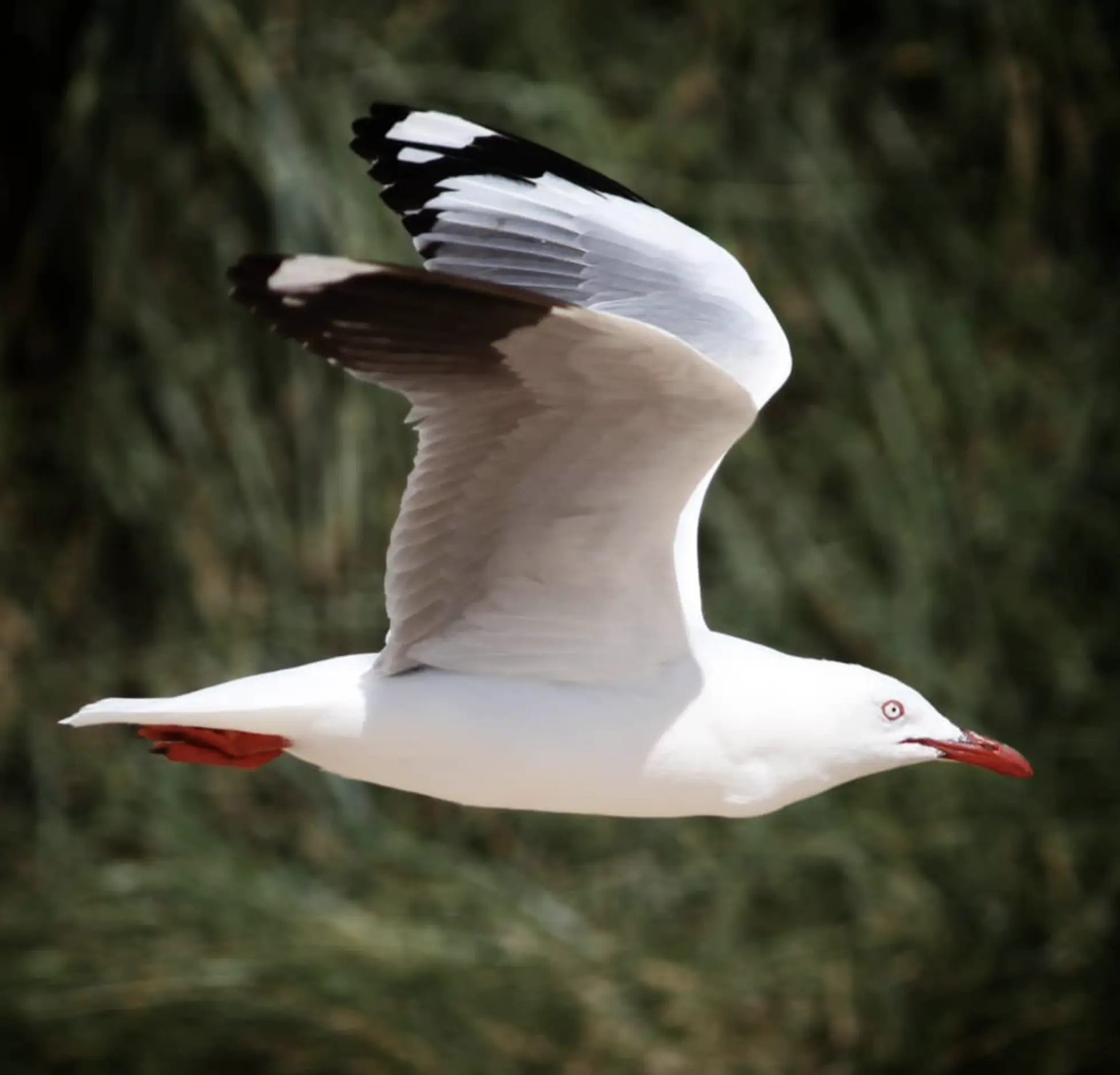 Phillip Island Wildlife