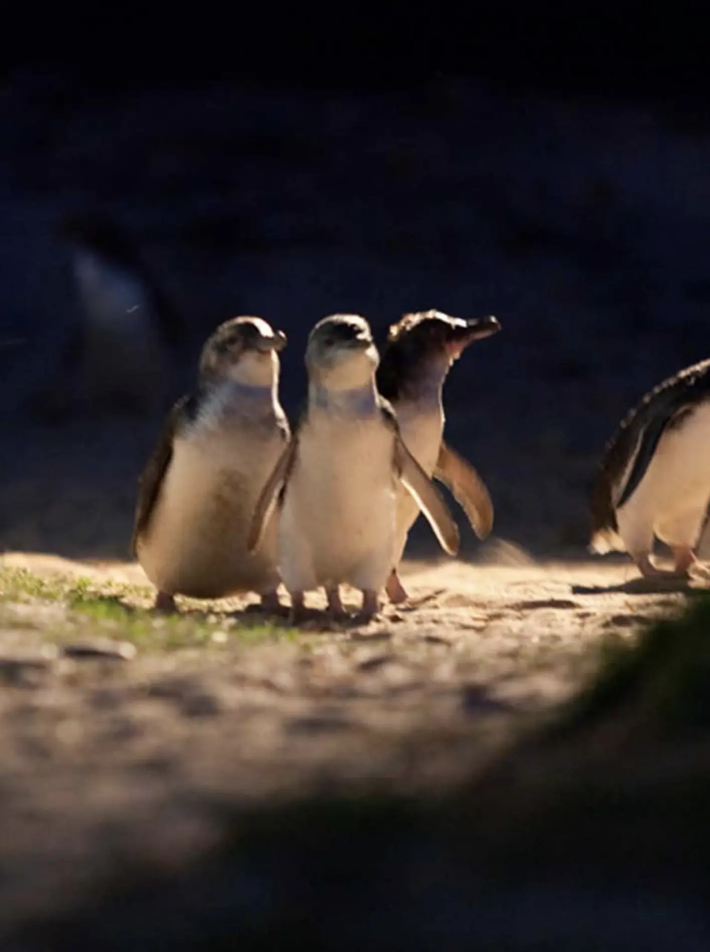 The Best Time to Visit Penguin Parade: Seasonal Insights and Advice